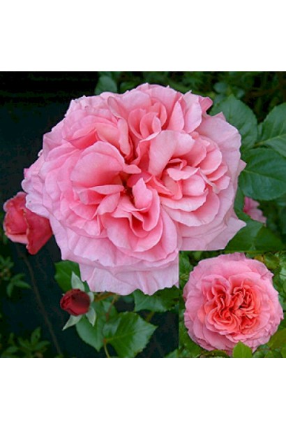 Рожево-персикові пелюстки троянди Алоха крупним планом